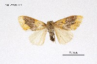 藏品(寬紋黃毒蛾)的圖片